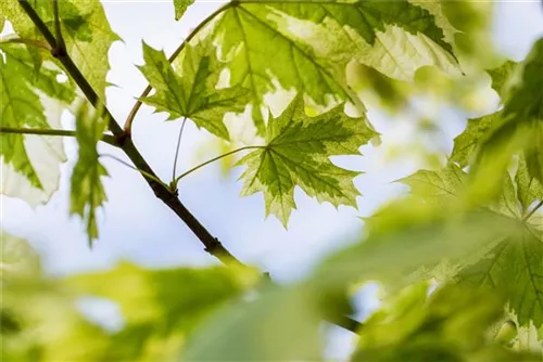 Spitzahorn 'Drummondii' - Acer platanoides 'Drummondii'