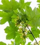 Bergahorn - Acer pseudoplatanus