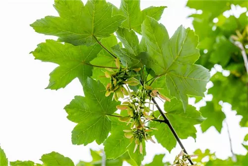 Bergahorn - Acer pseudoplatanus