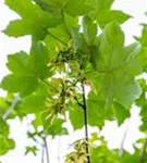 Bergahorn - Acer pseudoplatanus