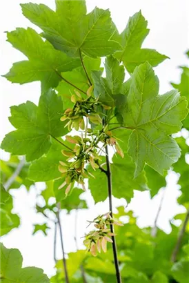 Bergahorn - Acer pseudoplatanus