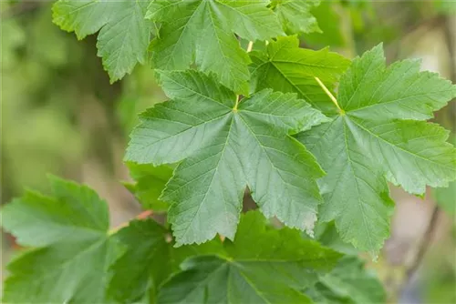 Bergahorn - Acer pseudoplatanus