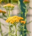 Garten-Schaf-Garbe - Achillea millefolium 'Terracotta'