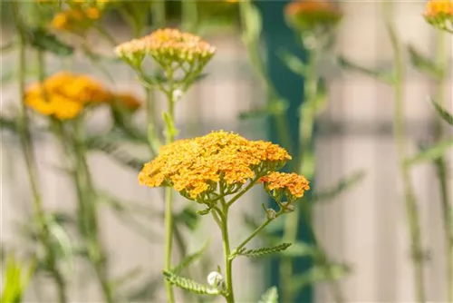 Garten-Schaf-Garbe - Achillea millefolium 'Terracotta'