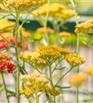 Garten-Schaf-Garbe - Achillea millefolium 'Terracotta'