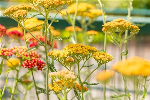 Garten-Schaf-Garbe - Achillea millefolium 'Terracotta'