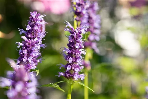 Garten-Duftnessel - Agastache rugosa 'Black Adder'