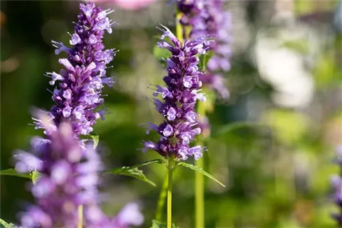 Garten-Duftnessel - Agastache rugosa 'Black Adder'