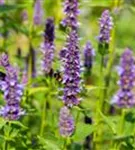 Garten-Duftnessel - Agastache rugosa 'Black Adder'