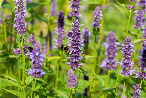 Garten-Duftnessel - Agastache rugosa 'Black Adder'