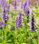 Garten-Duftnessel - Agastache rugosa 'Black Adder'