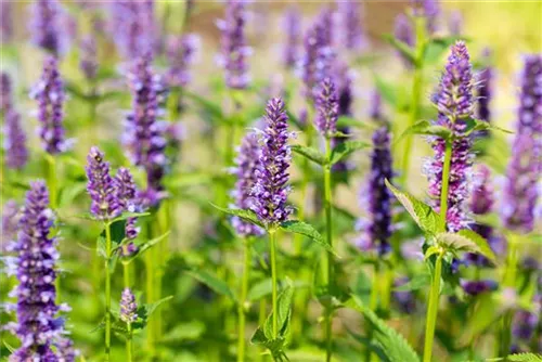 Garten-Duftnessel - Agastache rugosa 'Black Adder'