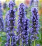 Garten-Duftnessel - Agastache rugosa 'Blue Fortune'