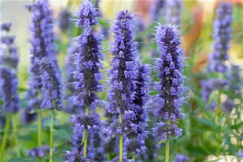 Garten-Duftnessel - Agastache rugosa 'Blue Fortune'