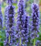 Garten-Duftnessel - Agastache rugosa 'Blue Fortune'