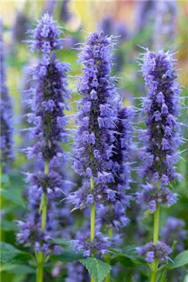 Garten-Duftnessel - Agastache rugosa 'Blue Fortune'