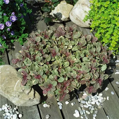 Garten-Günsel - Ajuga reptans 'Burgundy Glow'