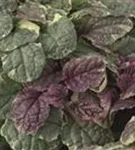 Garten-Günsel - Ajuga reptans 'Burgundy Glow'