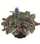 Garten-Günsel - Ajuga reptans 'Burgundy Glow'