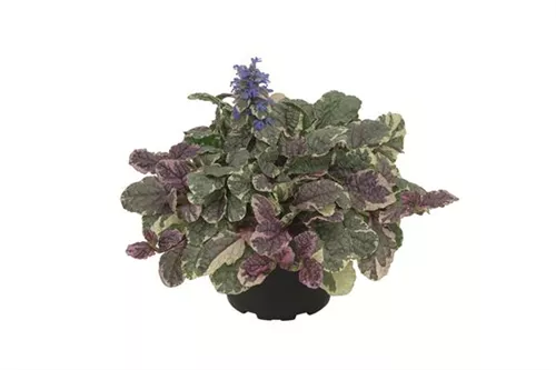 Garten-Günsel - Ajuga reptans 'Burgundy Glow'