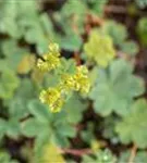 Zwergiger Frauenmantel - Alchemilla erythropoda