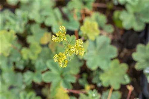 Zwergiger Frauenmantel - Alchemilla erythropoda