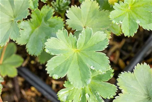 Zwergiger Frauenmantel - Alchemilla erythropoda