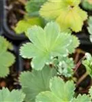 Zwergiger Frauenmantel - Alchemilla erythropoda