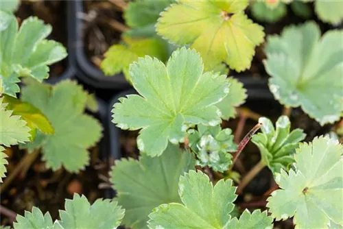 Zwergiger Frauenmantel - Alchemilla erythropoda