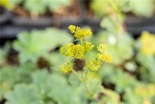 Zwergiger Frauenmantel - Alchemilla erythropoda