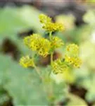 Zwergiger Frauenmantel - Alchemilla erythropoda