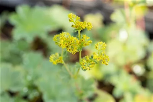 Zwergiger Frauenmantel - Alchemilla erythropoda