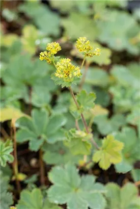 Zwergiger Frauenmantel - Alchemilla erythropoda