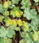 Zwergiger Frauenmantel - Alchemilla erythropoda