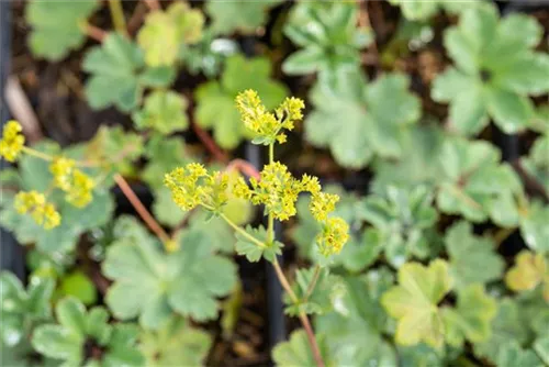 Zwergiger Frauenmantel - Alchemilla erythropoda