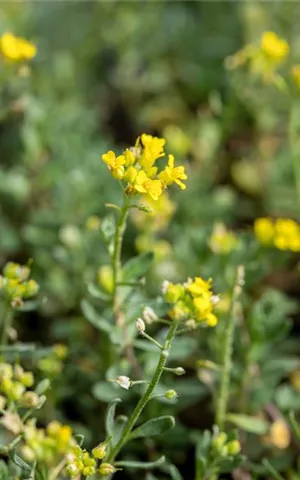 Alyssum wulfenianum