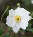 Garten-Herbst-Anemone - Anemone japonica 'Honorine Jobert'