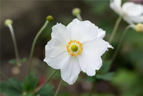 Garten-Herbst-Anemone - Anemone japonica 'Honorine Jobert'