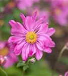 Garten-Herbst-Anemone - Anemone japonica 'Prinz Heinrich'