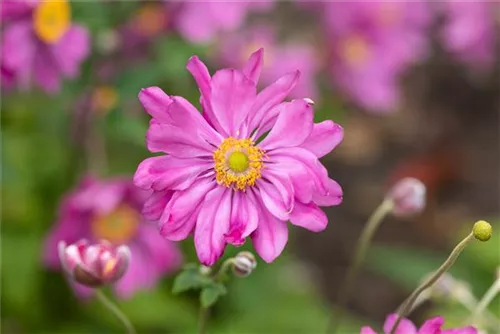 Garten-Herbst-Anemone - Anemone japonica 'Prinz Heinrich'