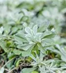 Gewöhnliches Katzenpfötchen - Antennaria dioica