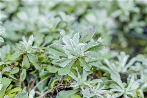 Gewöhnliches Katzenpfötchen - Antennaria dioica