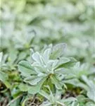 Gewöhnliches Katzenpfötchen - Antennaria dioica