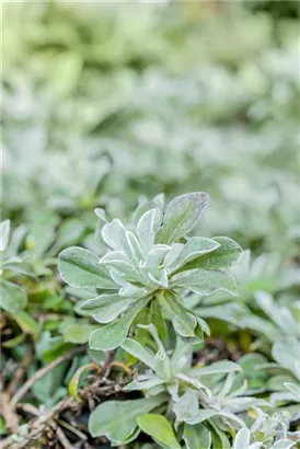 Gewöhnliches Katzenpfötchen - Antennaria dioica