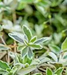 Kleine Garten-Gänsekresse - Arabis ferdinandi-coburgii 'Variegata'