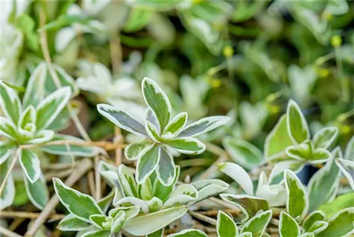 Kleine Garten-Gänsekresse - Arabis ferdinandi-coburgii 'Variegata'