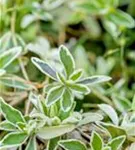 Kleine Garten-Gänsekresse - Arabis ferdinandi-coburgii 'Variegata'