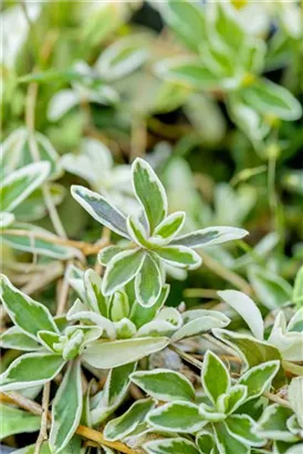 Kleine Garten-Gänsekresse - Arabis ferdinandi-coburgii 'Variegata'