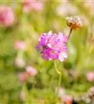 Zwerg-Grasnelke - Armeria juniperifolia