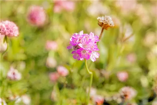 Zwerg-Grasnelke - Armeria juniperifolia